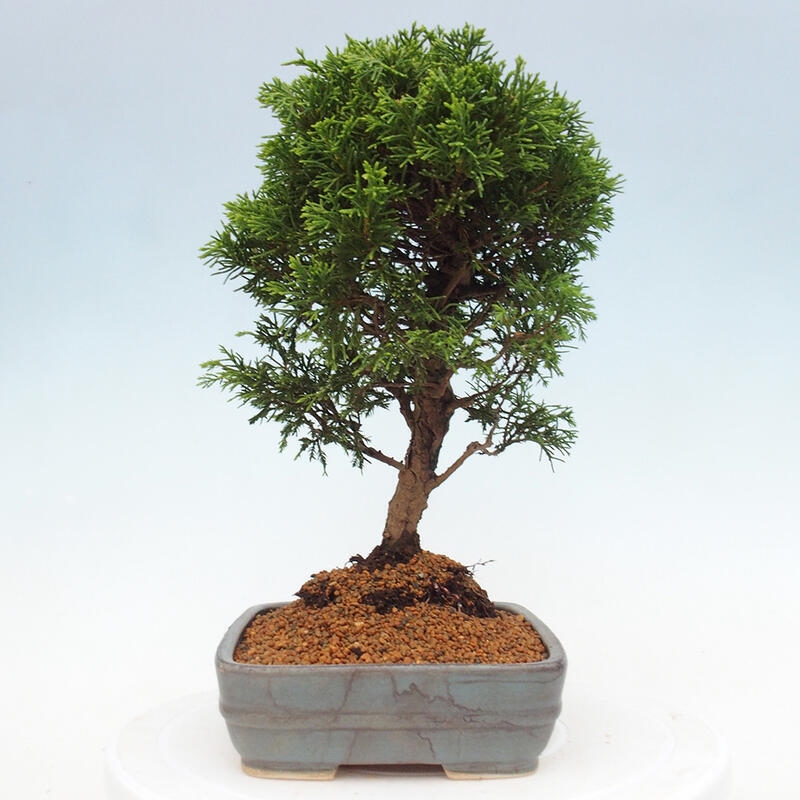 Bonsaï d'extérieur - Juniperus chinensis Itoigawa