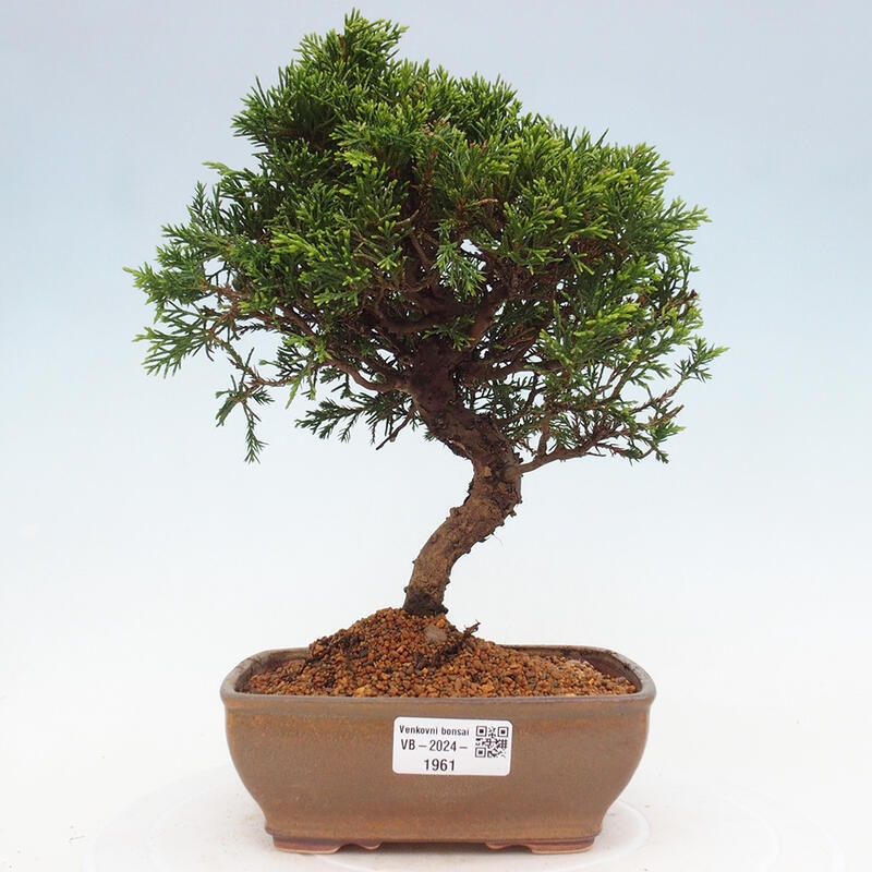 Bonsaï d'extérieur - Juniperus chinensis Itoigawa