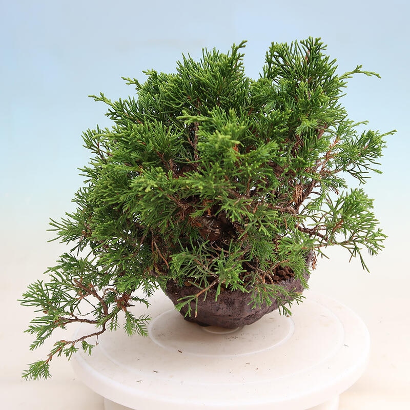 Bonsaï d'extérieur - Juniperus chinensis Itoigawa