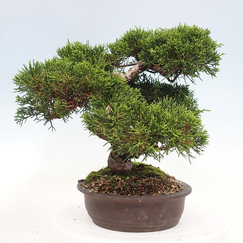 Bonsaï d'extérieur - Juniperus chinensis Itoigawa-Juniperus chinensis