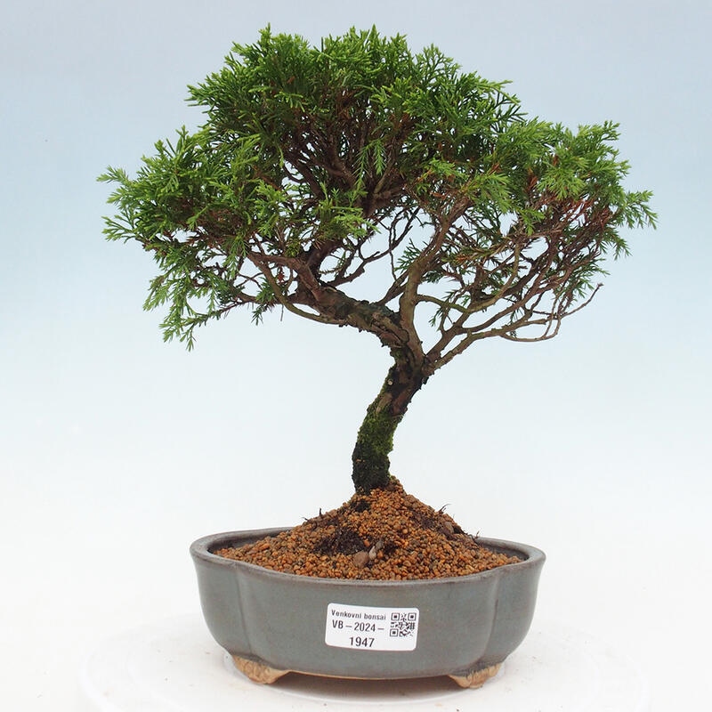Bonsaï d'extérieur - Juniperus chinensis Itoigawa