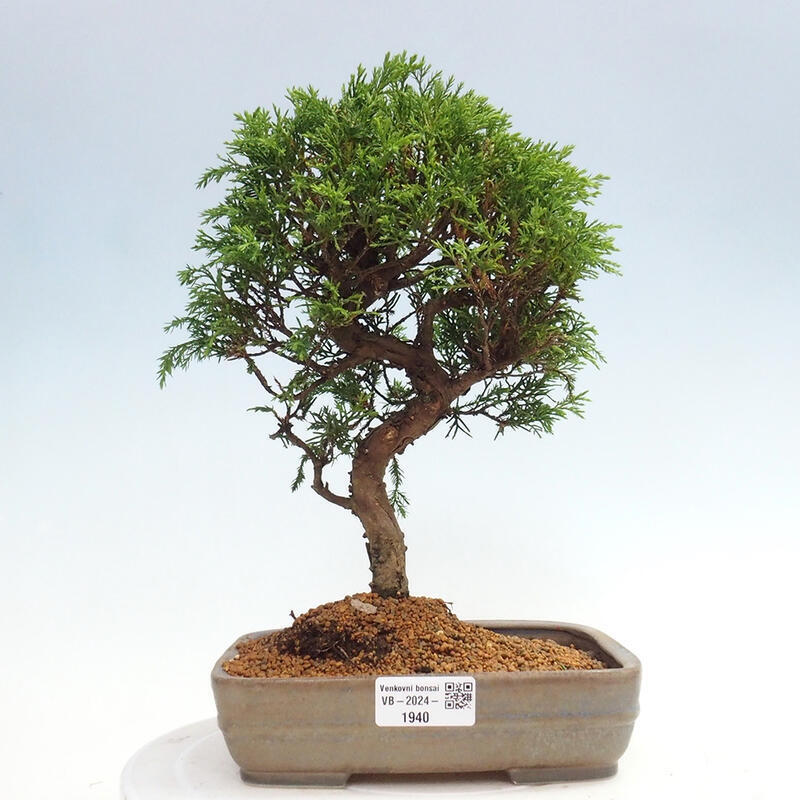 Bonsaï d'extérieur - Juniperus chinensis Itoigawa