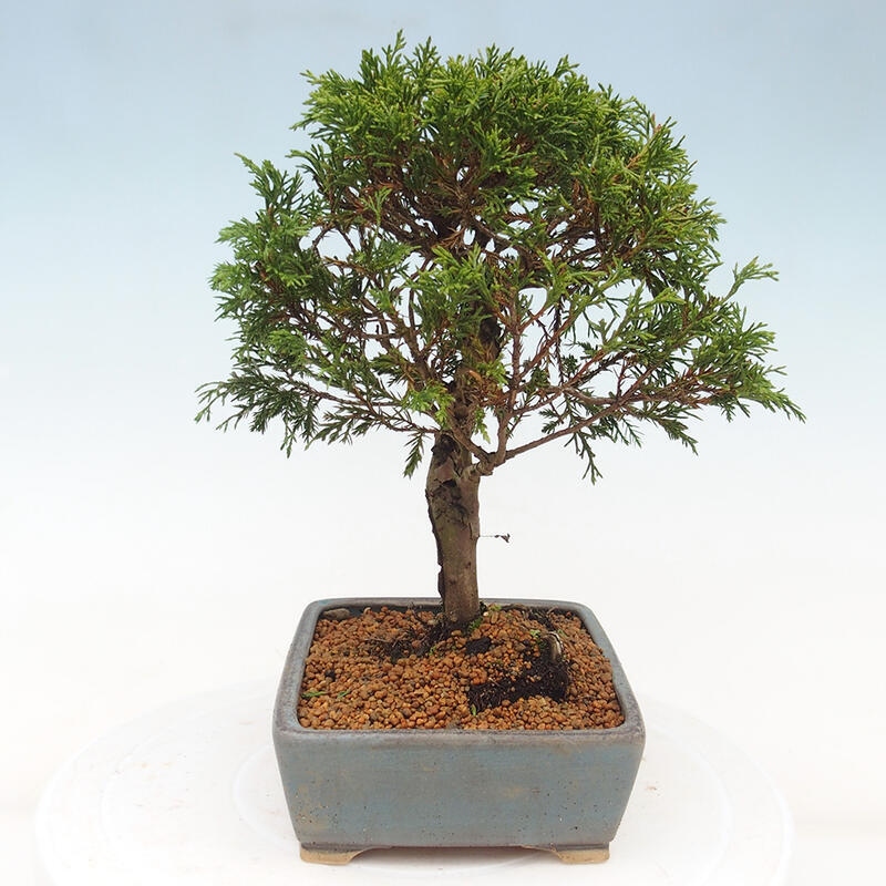 Bonsaï d'extérieur - Juniperus chinensis Itoigawa