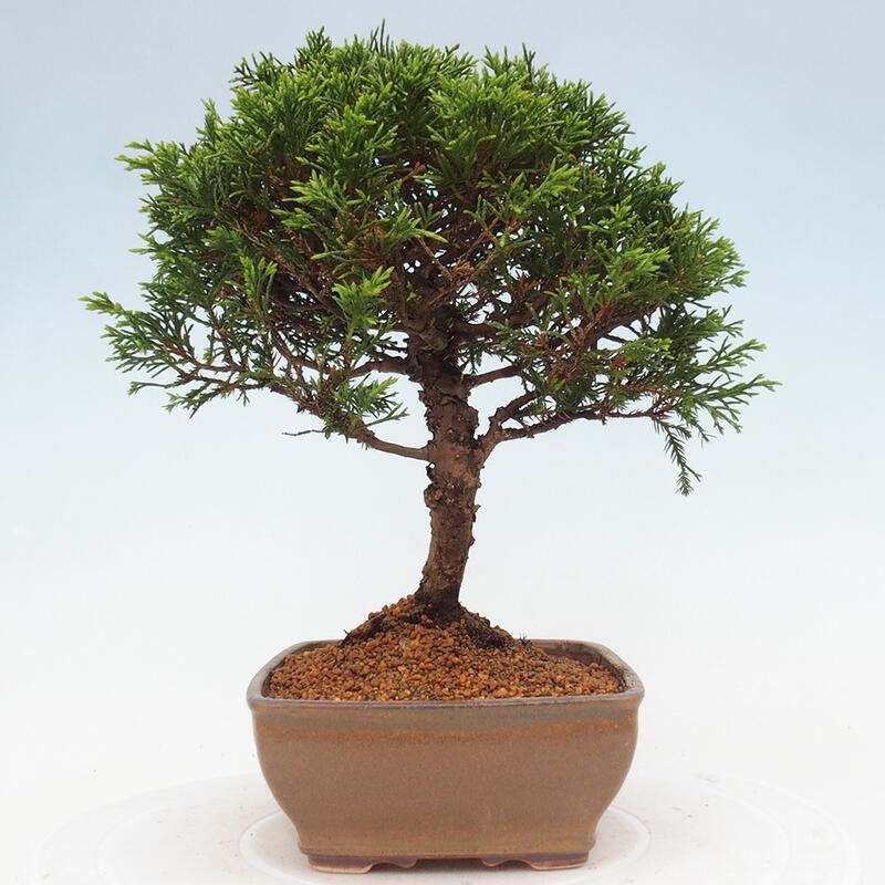 Bonsaï d'extérieur - Juniperus chinensis Itoigawa