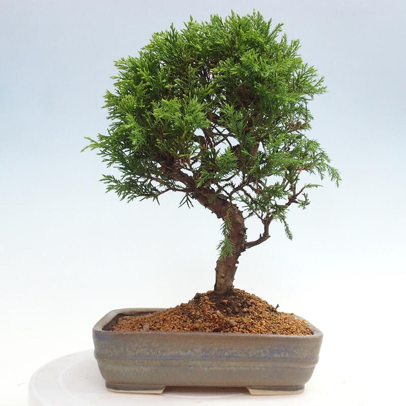 Bonsaï d'extérieur - Juniperus chinensis Itoigawa