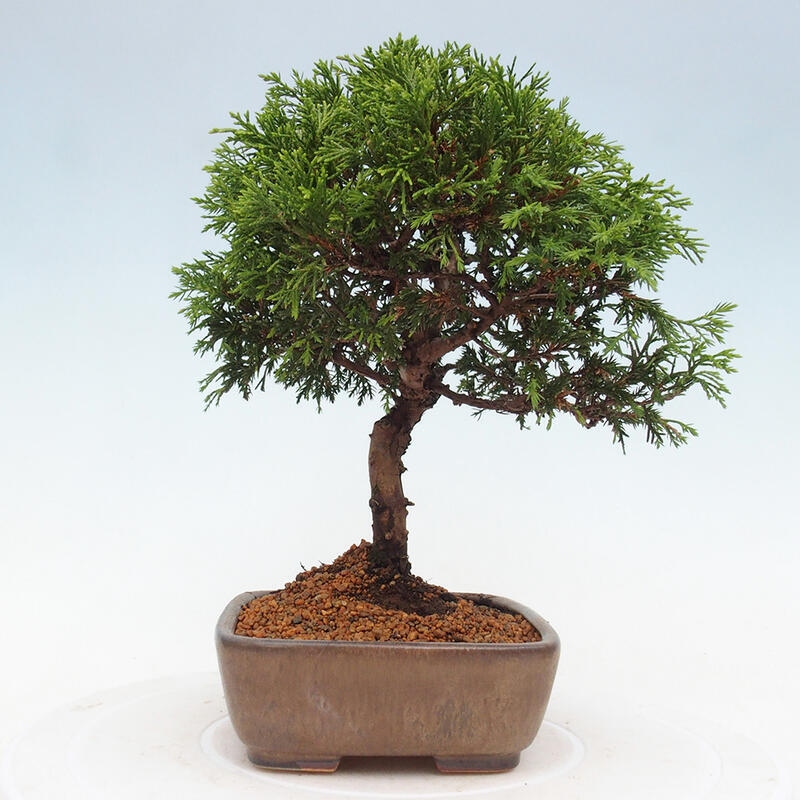 Bonsaï d'extérieur - Juniperus chinensis Itoigawa