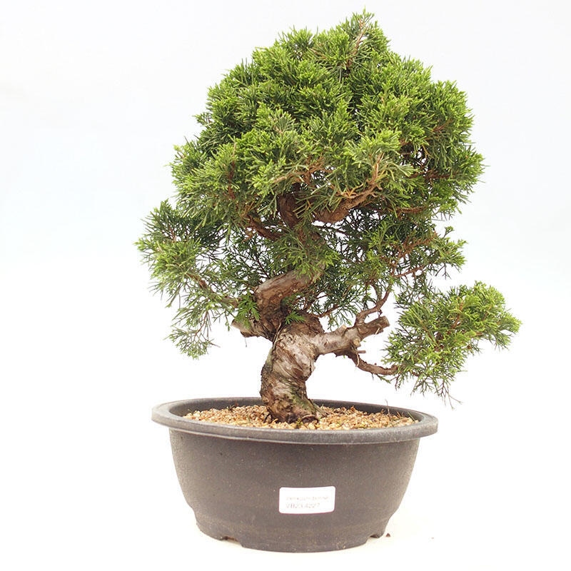 Bonsaï d'extérieur - Juniperus chinensis Itoigawa-Juniperus chinensis
