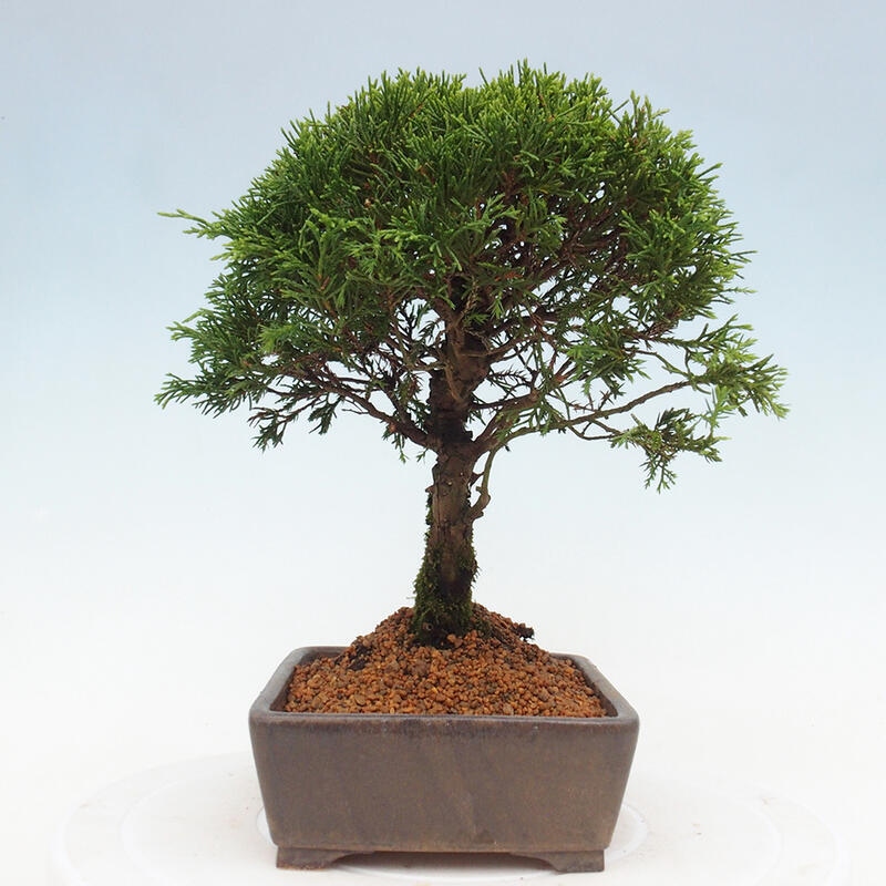 Bonsaï d'extérieur - Juniperus chinensis Itoigawa