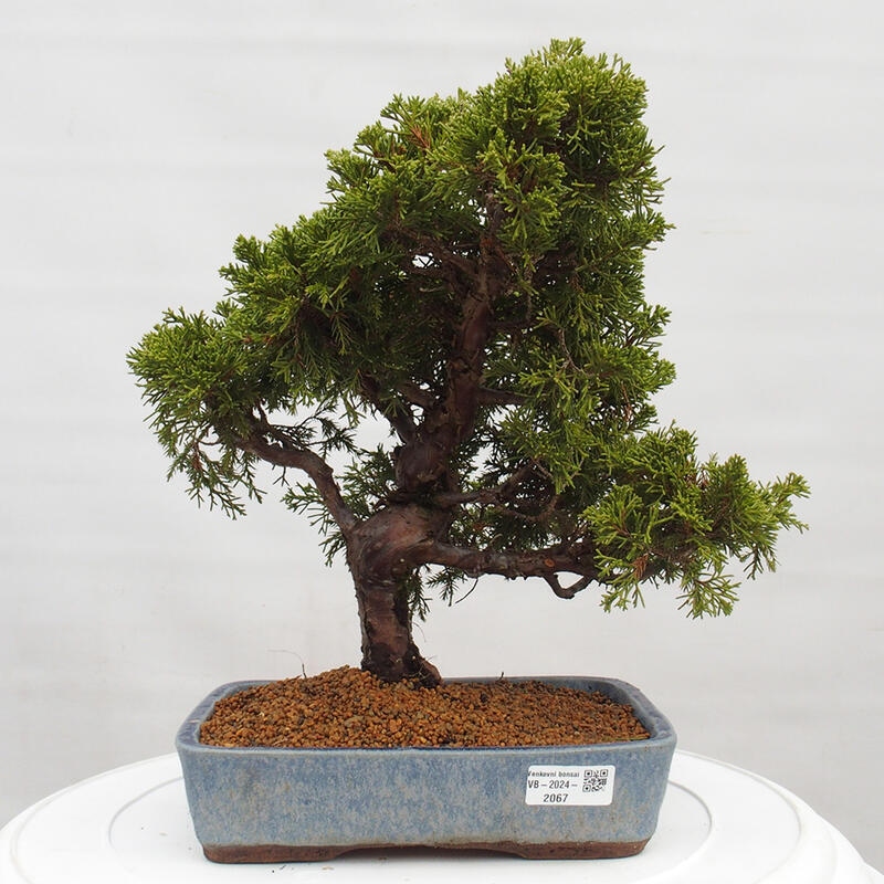Bonsaï d'extérieur - Juniperus chinensis Itoigawa