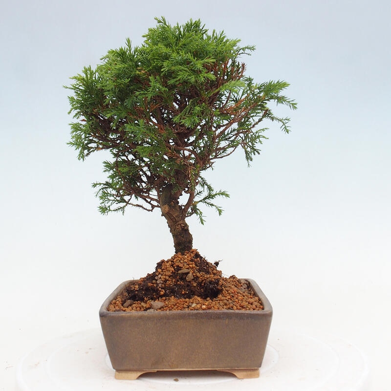 Bonsaï d'extérieur - Juniperus chinensis Itoigawa
