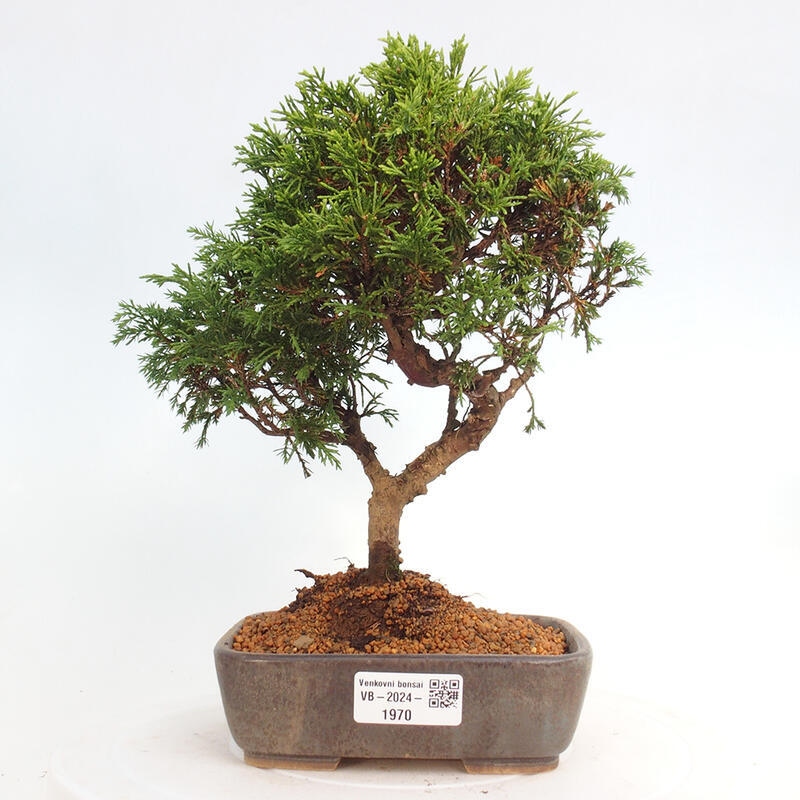Bonsaï d'extérieur - Juniperus chinensis Itoigawa