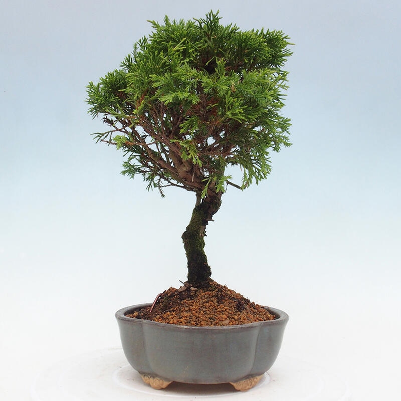 Bonsaï d'extérieur - Juniperus chinensis Itoigawa