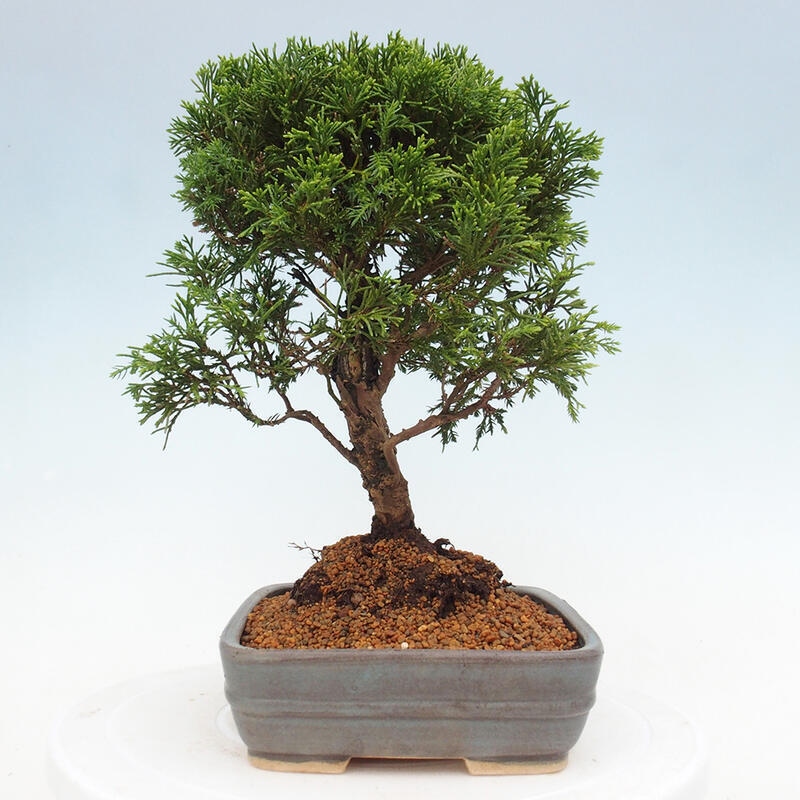 Bonsaï d'extérieur - Juniperus chinensis Itoigawa
