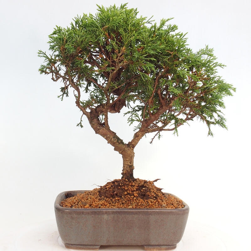 Bonsaï d'extérieur - Juniperus chinensis Itoigawa