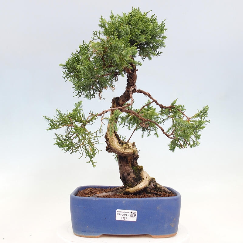 Bonsaï d'extérieur - Juniperus chinensis Itoigawa-Juniperus chinensis