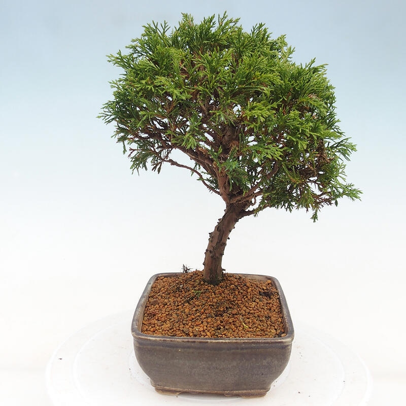 Bonsaï d'extérieur - Juniperus chinensis Itoigawa