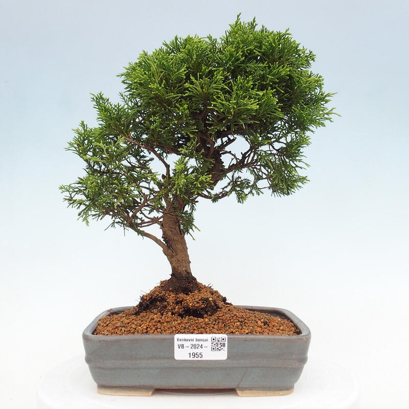 Bonsaï d'extérieur - Juniperus chinensis Itoigawa