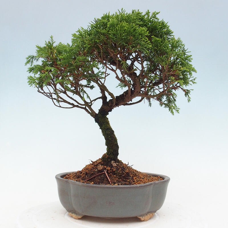 Bonsaï d'extérieur - Juniperus chinensis Itoigawa