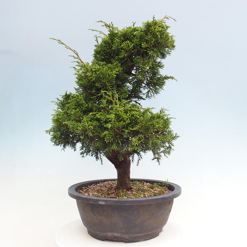 Bonsaï d'extérieur - Juniperus chinensis Itoigawa