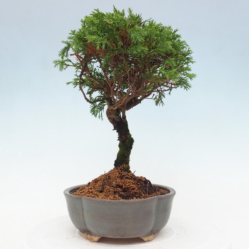 Bonsaï d'extérieur - Juniperus chinensis Itoigawa