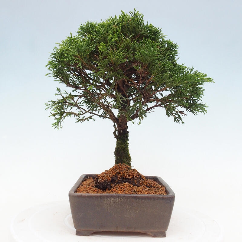 Bonsaï d'extérieur - Juniperus chinensis Itoigawa