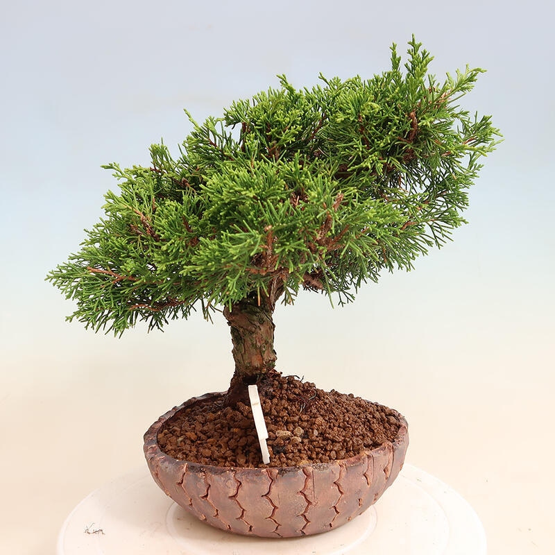 Bonsaï d'extérieur - Juniperus chinensis Itoigawa