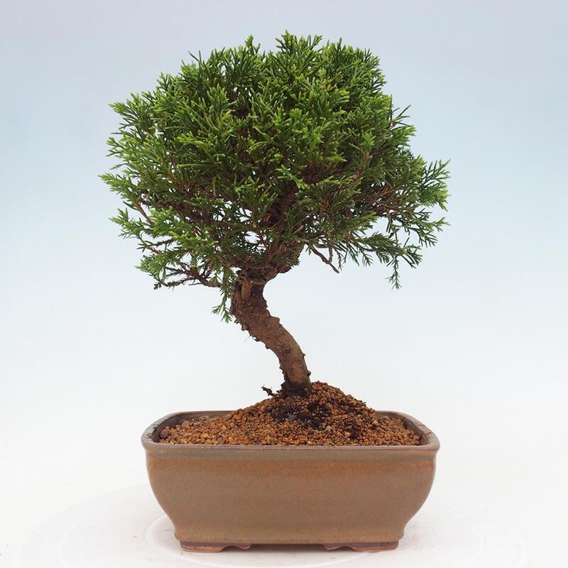 Bonsaï d'extérieur - Juniperus chinensis Itoigawa
