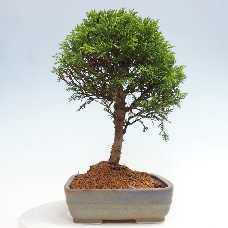 Bonsaï d'extérieur - Juniperus chinensis Itoigawa