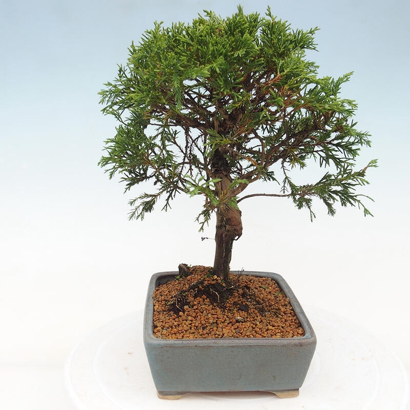 Bonsaï d'extérieur - Juniperus chinensis Itoigawa