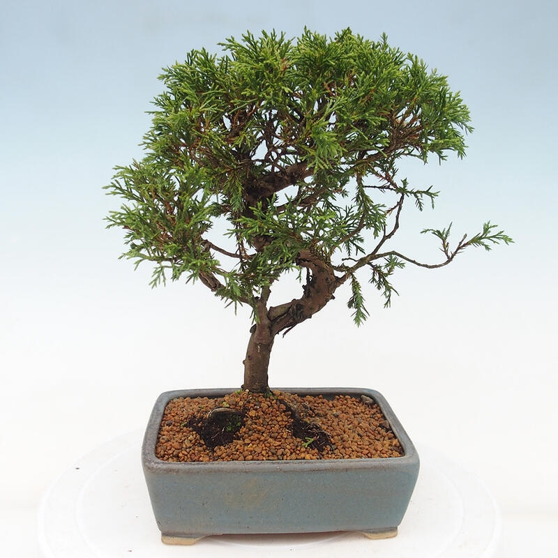Bonsaï d'extérieur - Juniperus chinensis Itoigawa