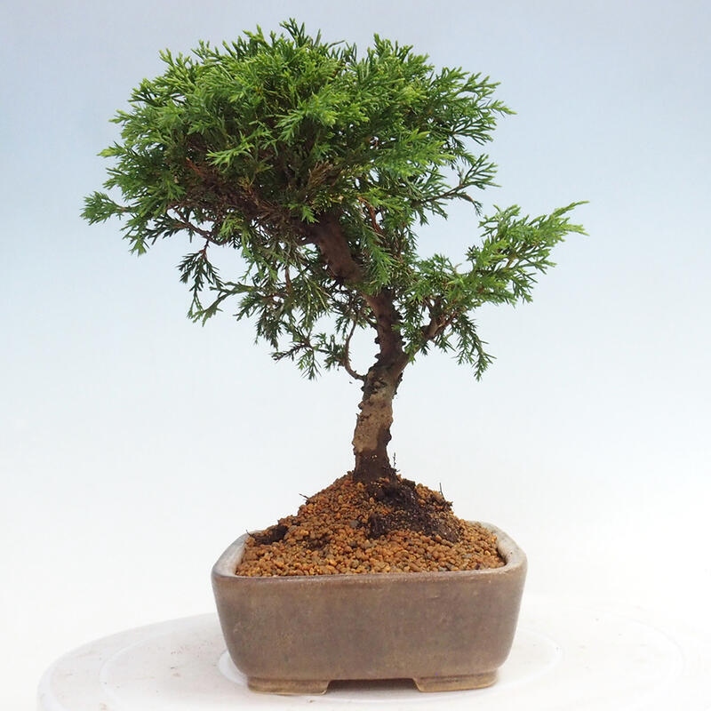 Bonsaï d'extérieur - Juniperus chinensis Itoigawa
