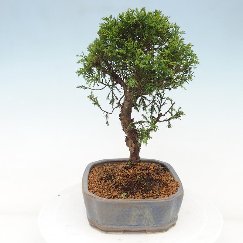 Bonsaï d'extérieur - Juniperus chinensis Itoigawa