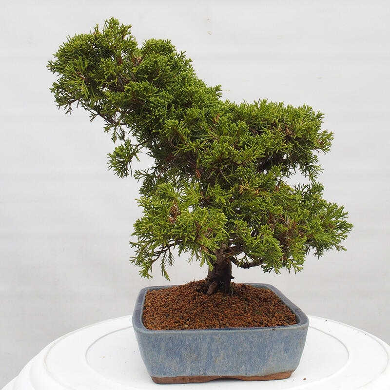Bonsaï d'extérieur - Juniperus chinensis Itoigawa