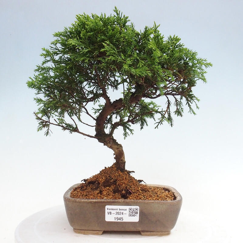 Bonsaï d'extérieur - Juniperus chinensis Itoigawa