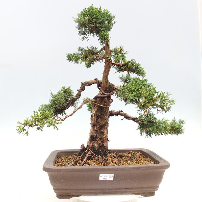 Bonsaï d'extérieur - Juniperus chinensis Kishu