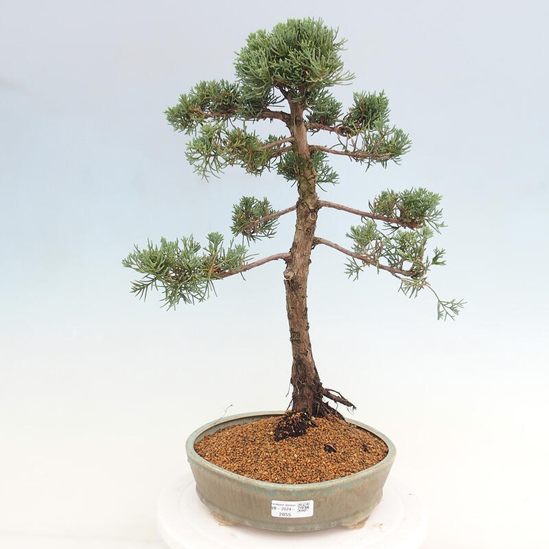 Bonsaï d'extérieur - Juniperus chinensis Kishu