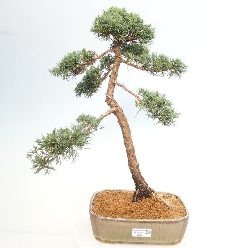 Bonsaï d'extérieur - Juniperus chinensis Kishu