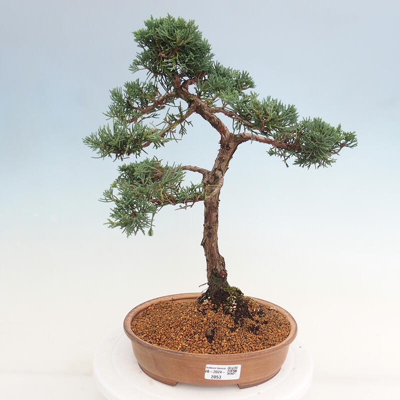 Bonsaï d'extérieur - Juniperus chinensis Kishu