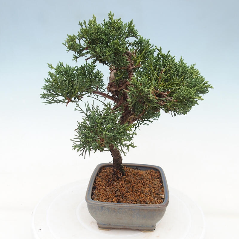 Bonsaï d'extérieur - Juniperus chinensis Kishu