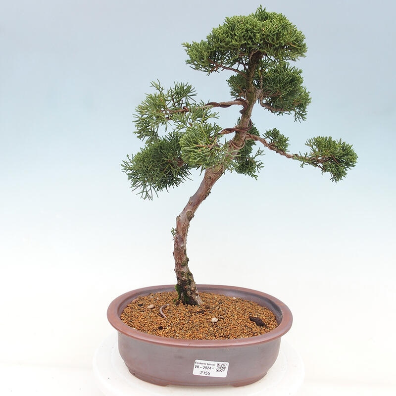 Bonsaï d'extérieur - Juniperus chinensis Kishu