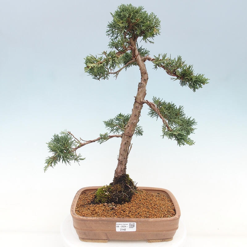 Bonsaï d'extérieur - Juniperus chinensis Kishu