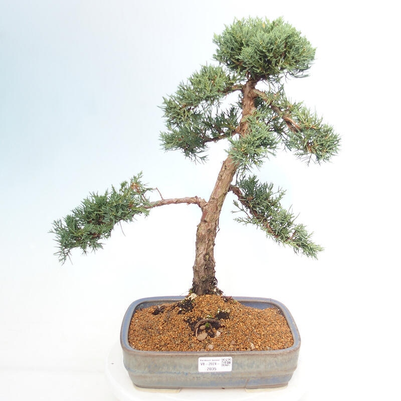 Bonsaï d'extérieur - Juniperus chinensis Kishu