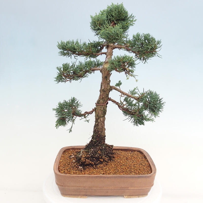 Bonsaï d'extérieur - Juniperus chinensis Kishu
