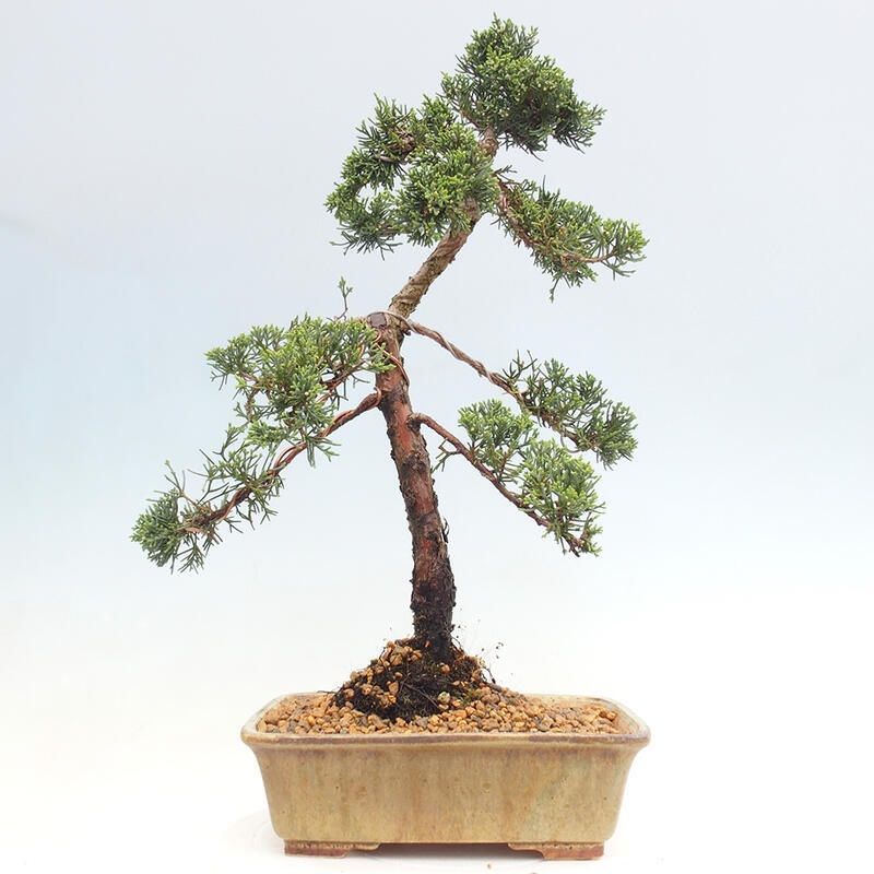 Bonsaï d'extérieur - Juniperus chinensis Kishu