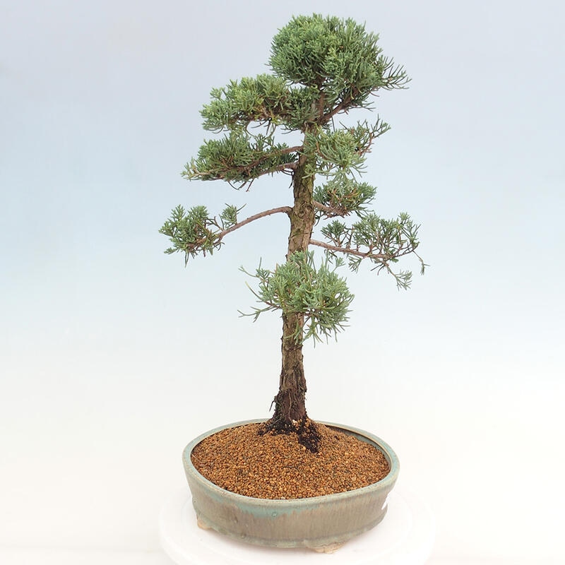 Bonsaï d'extérieur - Juniperus chinensis Kishu