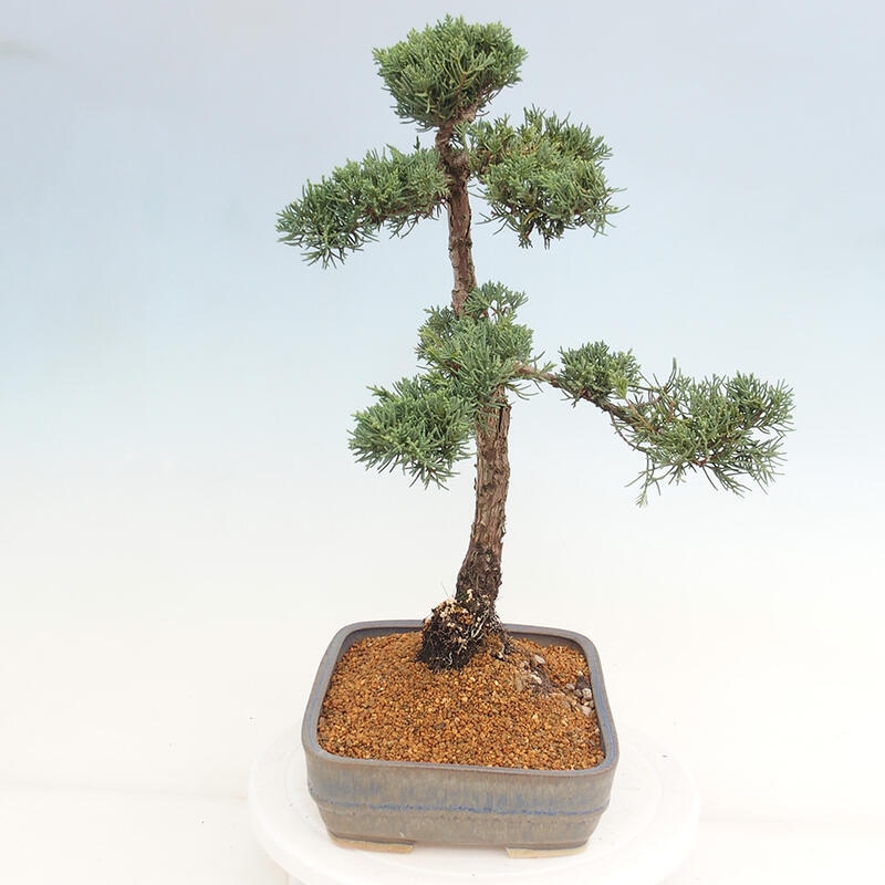 Bonsaï d'extérieur - Juniperus chinensis Kishu