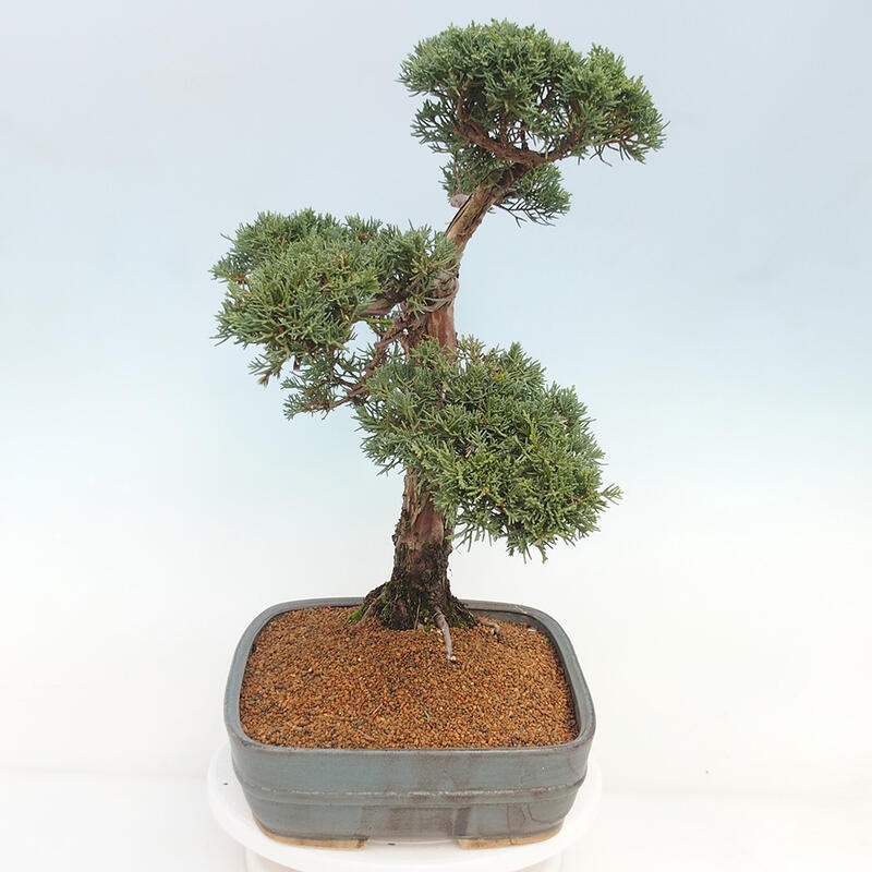 Bonsaï d'extérieur - Juniperus chinensis Kishu