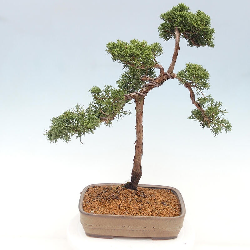 Bonsaï d'extérieur - Juniperus chinensis Kishu