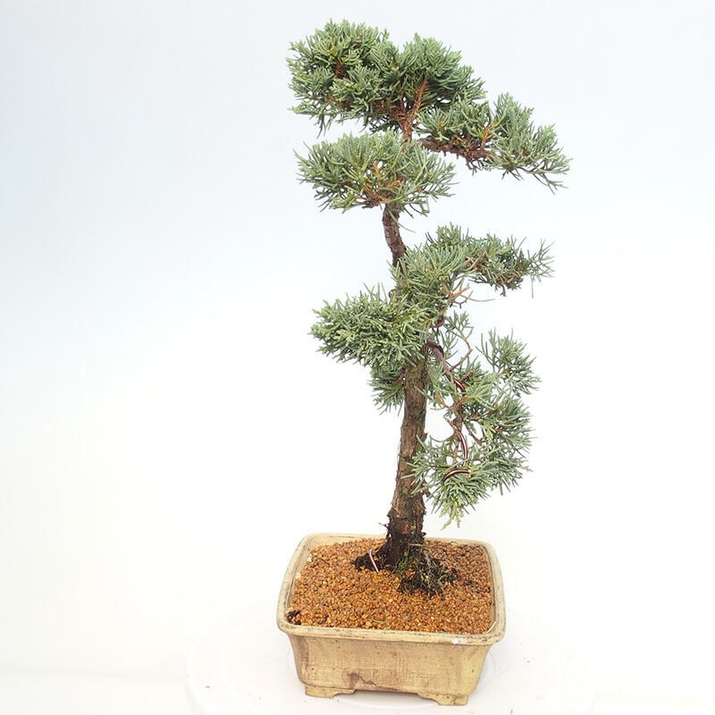 Bonsaï d'extérieur - Juniperus chinensis Kishu