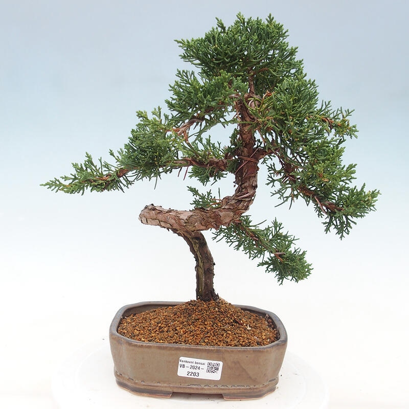 Bonsaï d'extérieur - Juniperus chinensis Kishu